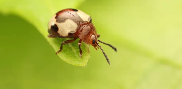 biobug